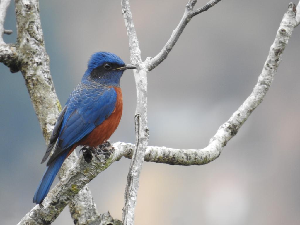 India @75: Celebrating 75 Birds of India – From Ladakh to Little Andaman