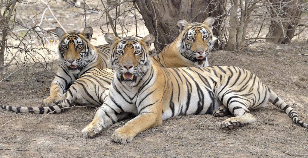 

<!-- THEME DEBUG -->
<!-- THEME HOOK: 'field' -->
<!-- FILE NAME SUGGESTIONS:
   ▪️ field--node--title--programs.html.twig
   ✅ field--node--title.html.twig
   ▪️ field--node--programs.html.twig
   ▪️ field--title.html.twig
   ▪️ field--string.html.twig
   ▪️ field.html.twig
-->
<!-- BEGIN OUTPUT from 'core/themes/stable9/templates/field/field--node--title.html.twig' -->
<span>Afternoon Safari</span>

<!-- END OUTPUT from 'core/themes/stable9/templates/field/field--node--title.html.twig' -->

