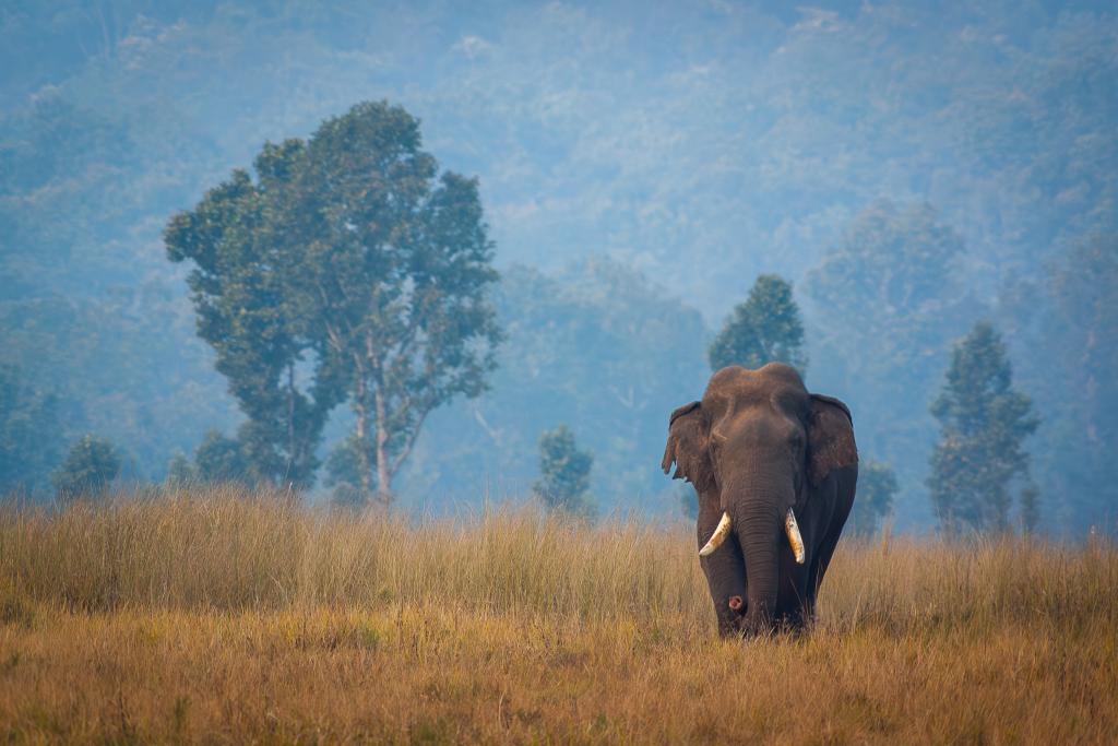 India’s Wildlife Crisis and Why it Matters