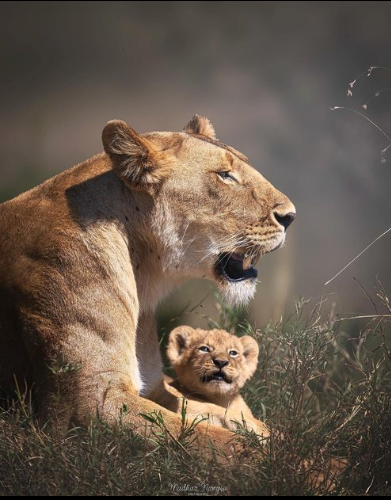 

<!-- THEME DEBUG -->
<!-- THEME HOOK: 'field' -->
<!-- FILE NAME SUGGESTIONS:
   ▪️ field--node--title--programs.html.twig
   ✅ field--node--title.html.twig
   ▪️ field--node--programs.html.twig
   ▪️ field--title.html.twig
   ▪️ field--string.html.twig
   ▪️ field.html.twig
-->
<!-- BEGIN OUTPUT from 'core/themes/stable9/templates/field/field--node--title.html.twig' -->
<span>Tales of the Wild</span>

<!-- END OUTPUT from 'core/themes/stable9/templates/field/field--node--title.html.twig' -->

