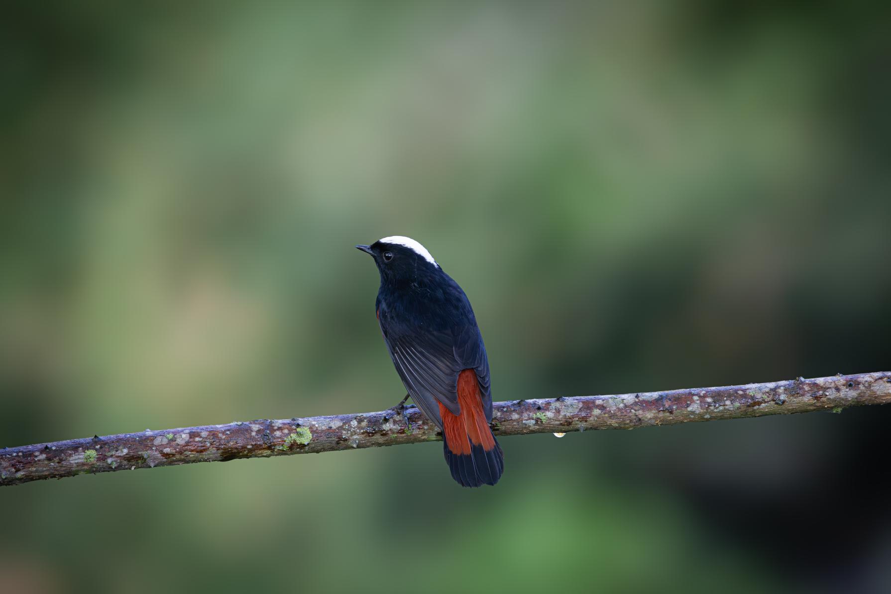 

<!-- THEME DEBUG -->
<!-- THEME HOOK: 'field' -->
<!-- FILE NAME SUGGESTIONS:
   ▪️ field--node--title--programs.html.twig
   ✅ field--node--title.html.twig
   ▪️ field--node--programs.html.twig
   ▪️ field--title.html.twig
   ▪️ field--string.html.twig
   ▪️ field.html.twig
-->
<!-- BEGIN OUTPUT from 'core/themes/stable9/templates/field/field--node--title.html.twig' -->
<span> EXHIBITION-    Whispers of The Sky</span>

<!-- END OUTPUT from 'core/themes/stable9/templates/field/field--node--title.html.twig' -->

