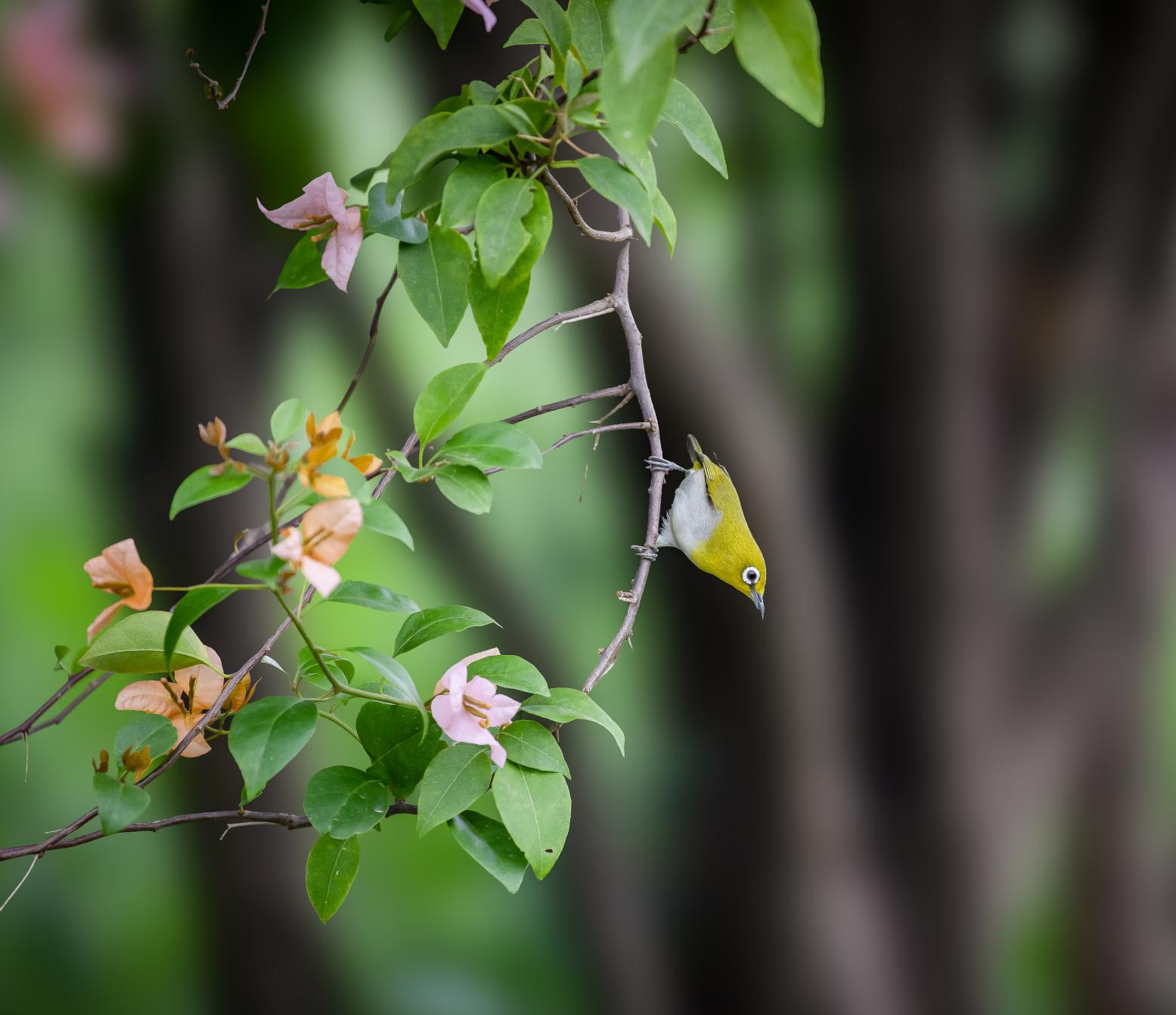 

<!-- THEME DEBUG -->
<!-- THEME HOOK: 'field' -->
<!-- FILE NAME SUGGESTIONS:
   ▪️ field--node--title--programs.html.twig
   ✅ field--node--title.html.twig
   ▪️ field--node--programs.html.twig
   ▪️ field--title.html.twig
   ▪️ field--string.html.twig
   ▪️ field.html.twig
-->
<!-- BEGIN OUTPUT from 'core/themes/stable9/templates/field/field--node--title.html.twig' -->
<span>EXHIBITION- Whispers of The Sky</span>

<!-- END OUTPUT from 'core/themes/stable9/templates/field/field--node--title.html.twig' -->

