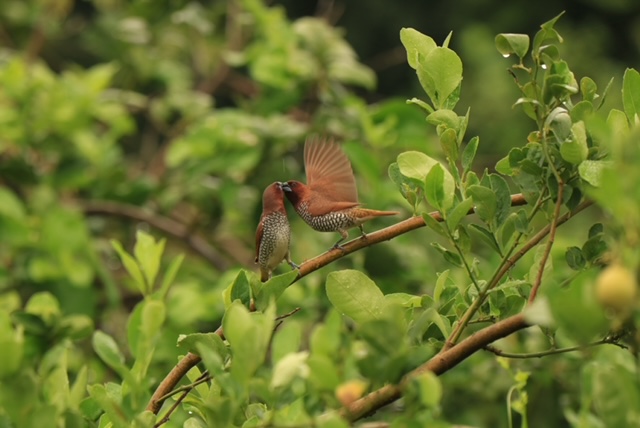  EXHIBITION-    Whispers of The Sky