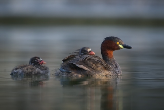 

<!-- THEME DEBUG -->
<!-- THEME HOOK: 'field' -->
<!-- FILE NAME SUGGESTIONS:
   ▪️ field--node--title--programs.html.twig
   ✅ field--node--title.html.twig
   ▪️ field--node--programs.html.twig
   ▪️ field--title.html.twig
   ▪️ field--string.html.twig
   ▪️ field.html.twig
-->
<!-- BEGIN OUTPUT from 'core/themes/stable9/templates/field/field--node--title.html.twig' -->
<span> EXHIBITION-    Whispers of The Sky</span>

<!-- END OUTPUT from 'core/themes/stable9/templates/field/field--node--title.html.twig' -->

