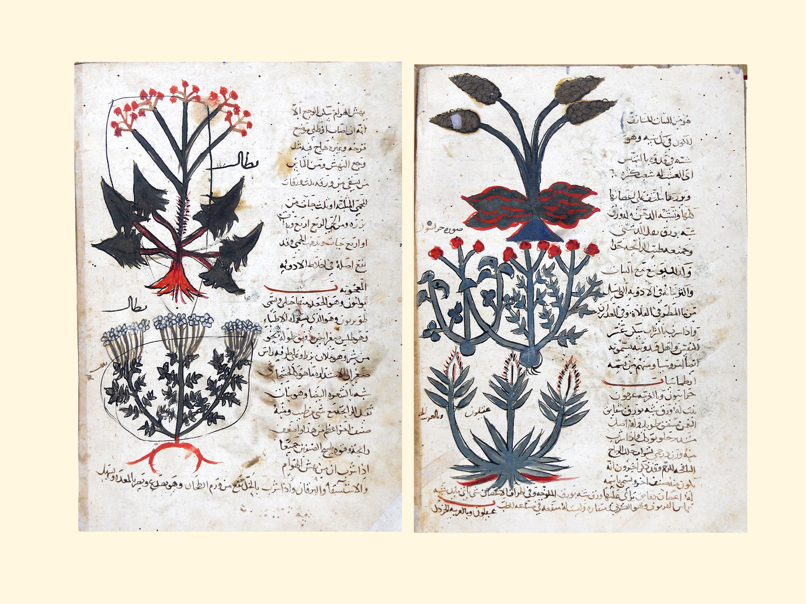 EXHIBITION-  Nirāmayatā: Healing and Wellbeing in South Asian Texts and Practices