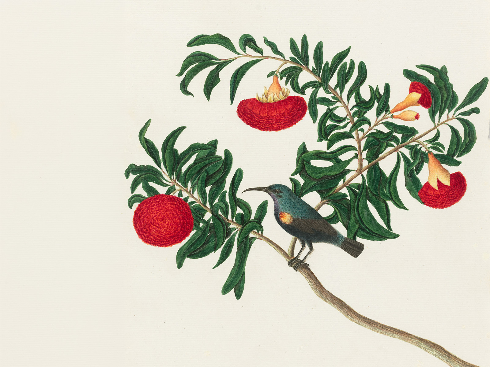  THE IIC EXPERIENCE: A FESTIVAL OF THE ARTS – Exhibition- Birds of India: Company Paintings c.1800 and 1835