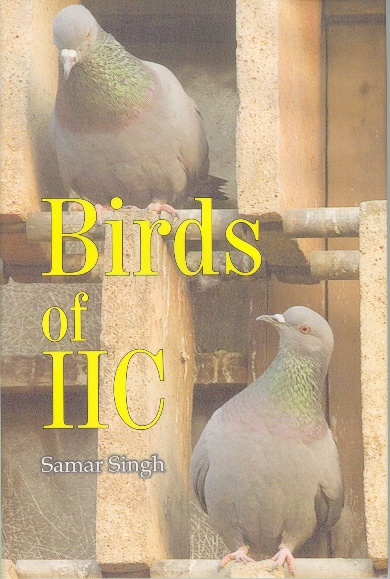 Birds of IIC