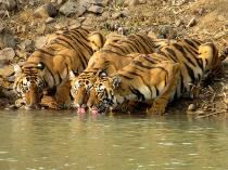 Tadoba Andhari Tiger Reserve: The Bamboo Forest