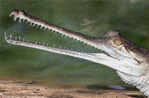 Films on Wildlife and Environment