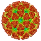 Chikungunya and Dengue: Getting the basics right