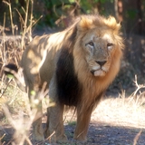 FILMS ON WILDLIFE AND ENVIRONMENT