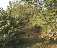 To Mark World Environment Day 2017