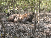 The Tiger Who Crossed the Line