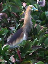 Water Birds – An Index of Wetland Health