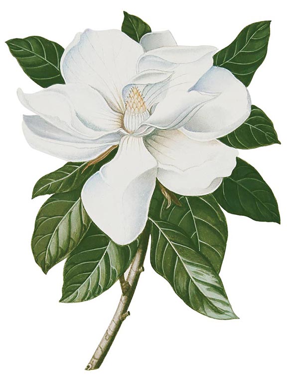 

<!-- THEME DEBUG -->
<!-- THEME HOOK: 'field' -->
<!-- FILE NAME SUGGESTIONS:
   ▪️ field--node--title--programs.html.twig
   ✅ field--node--title.html.twig
   ▪️ field--node--programs.html.twig
   ▪️ field--title.html.twig
   ▪️ field--string.html.twig
   ▪️ field.html.twig
-->
<!-- BEGIN OUTPUT from 'core/themes/stable9/templates/field/field--node--title.html.twig' -->
<span>Botanical Paintings of Indian Flowering Plants</span>

<!-- END OUTPUT from 'core/themes/stable9/templates/field/field--node--title.html.twig' -->

