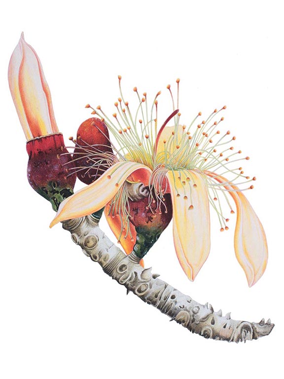 

<!-- THEME DEBUG -->
<!-- THEME HOOK: 'field' -->
<!-- FILE NAME SUGGESTIONS:
   ▪️ field--node--title--programs.html.twig
   ✅ field--node--title.html.twig
   ▪️ field--node--programs.html.twig
   ▪️ field--title.html.twig
   ▪️ field--string.html.twig
   ▪️ field.html.twig
-->
<!-- BEGIN OUTPUT from 'core/themes/stable9/templates/field/field--node--title.html.twig' -->
<span>Botanical Paintings of Indian Flowering Plants</span>

<!-- END OUTPUT from 'core/themes/stable9/templates/field/field--node--title.html.twig' -->

