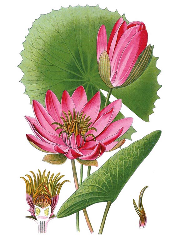 Botanical Paintings of Indian Flowering Plants