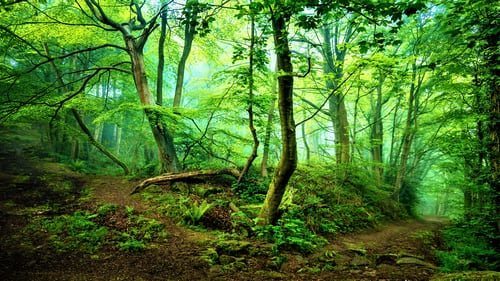 Targeting Sustainability of Forests through Certification and NCCF Standards 