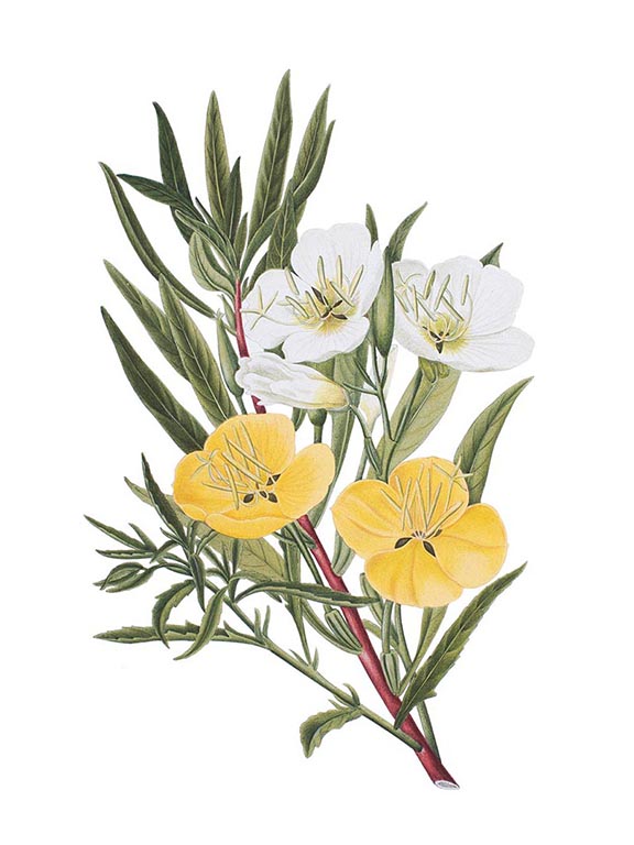 

<!-- THEME DEBUG -->
<!-- THEME HOOK: 'field' -->
<!-- FILE NAME SUGGESTIONS:
   ▪️ field--node--title--programs.html.twig
   ✅ field--node--title.html.twig
   ▪️ field--node--programs.html.twig
   ▪️ field--title.html.twig
   ▪️ field--string.html.twig
   ▪️ field.html.twig
-->
<!-- BEGIN OUTPUT from 'core/themes/stable9/templates/field/field--node--title.html.twig' -->
<span>Botanical Paintings of Indian Flowering Plants</span>

<!-- END OUTPUT from 'core/themes/stable9/templates/field/field--node--title.html.twig' -->

