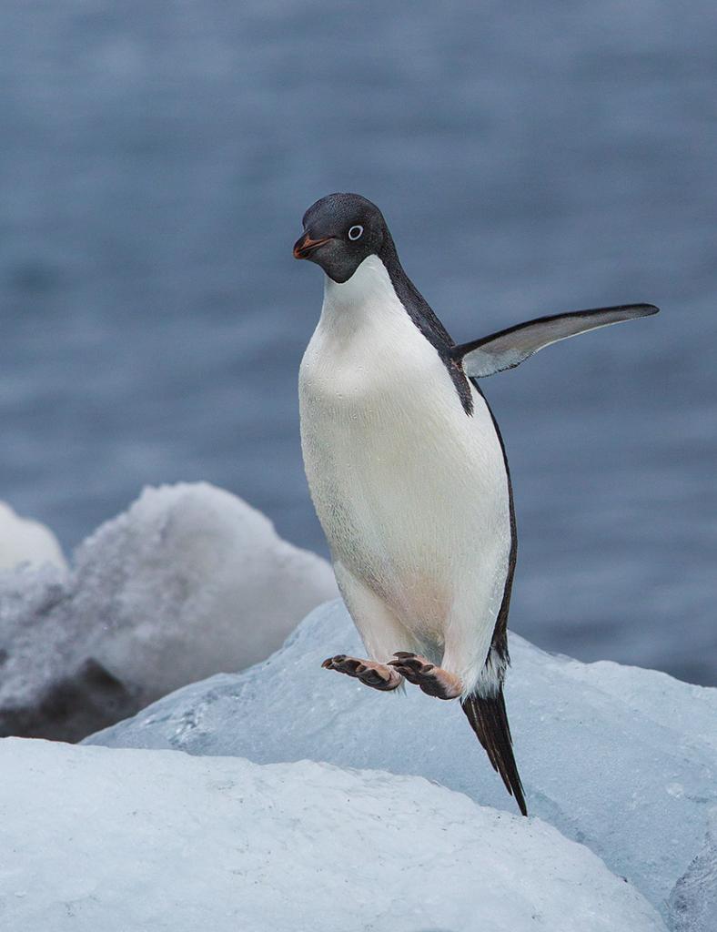 ANTARCTICA - THE LAST FRONTIER