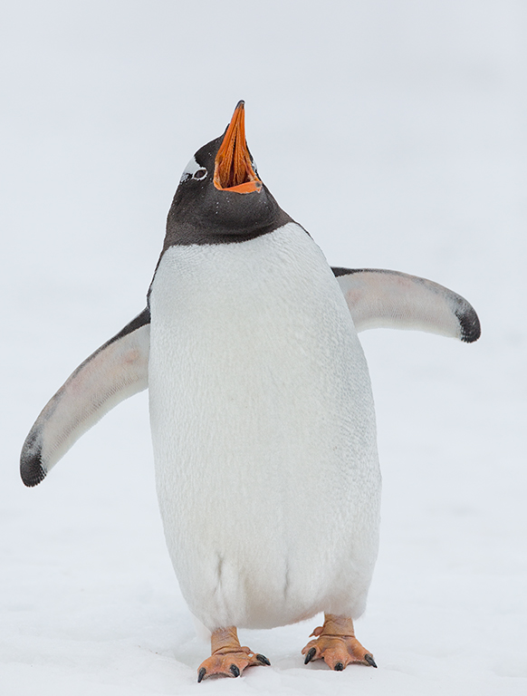 

<!-- THEME DEBUG -->
<!-- THEME HOOK: 'field' -->
<!-- FILE NAME SUGGESTIONS:
   ▪️ field--node--title--programs.html.twig
   ✅ field--node--title.html.twig
   ▪️ field--node--programs.html.twig
   ▪️ field--title.html.twig
   ▪️ field--string.html.twig
   ▪️ field.html.twig
-->
<!-- BEGIN OUTPUT from 'core/themes/stable9/templates/field/field--node--title.html.twig' -->
<span>ANTARCTICA - THE LAST FRONTIER</span>

<!-- END OUTPUT from 'core/themes/stable9/templates/field/field--node--title.html.twig' -->

