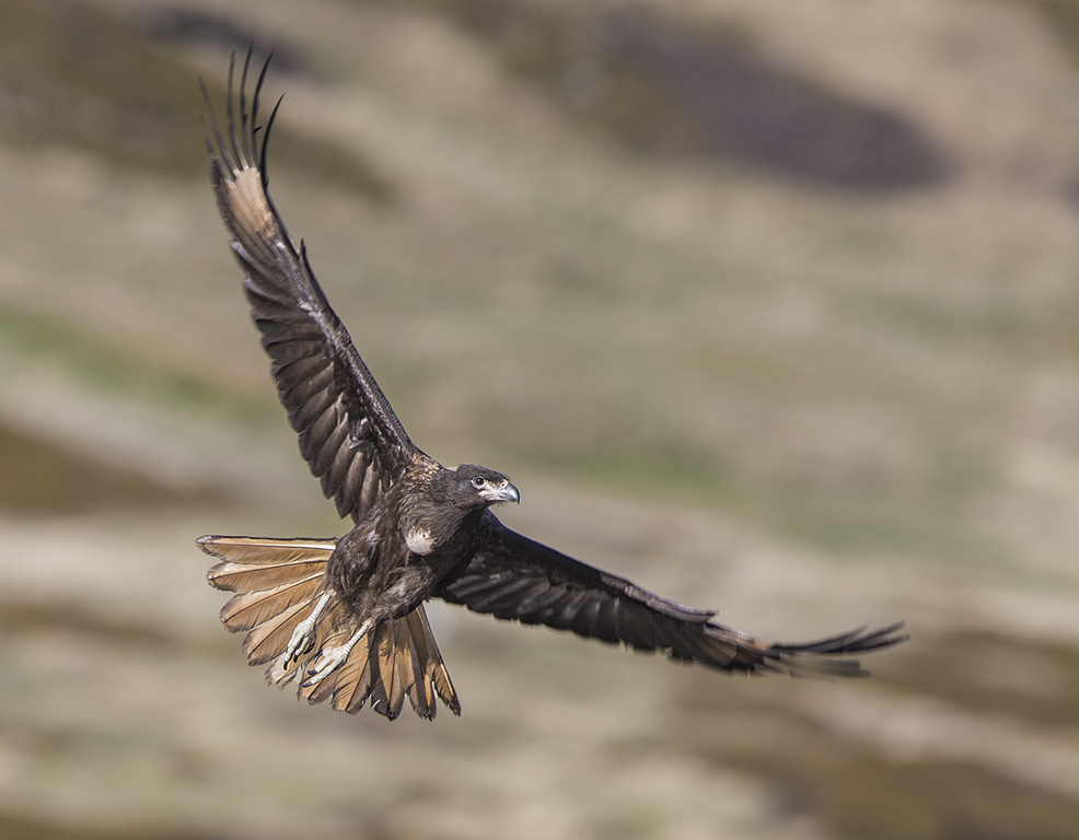 

<!-- THEME DEBUG -->
<!-- THEME HOOK: 'field' -->
<!-- FILE NAME SUGGESTIONS:
   ▪️ field--node--title--programs.html.twig
   ✅ field--node--title.html.twig
   ▪️ field--node--programs.html.twig
   ▪️ field--title.html.twig
   ▪️ field--string.html.twig
   ▪️ field.html.twig
-->
<!-- BEGIN OUTPUT from 'core/themes/stable9/templates/field/field--node--title.html.twig' -->
<span>ANTARCTICA - THE LAST FRONTIER</span>

<!-- END OUTPUT from 'core/themes/stable9/templates/field/field--node--title.html.twig' -->

