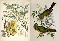 Himalayan Biodiversity