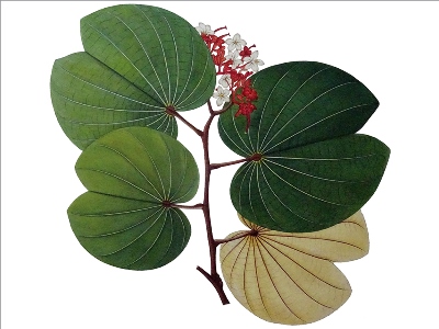 Botanical Paintings of Indian Flowering Plants