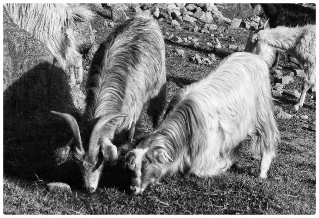 

<!-- THEME DEBUG -->
<!-- THEME HOOK: 'field' -->
<!-- FILE NAME SUGGESTIONS:
   ▪️ field--node--title--programs.html.twig
   ✅ field--node--title.html.twig
   ▪️ field--node--programs.html.twig
   ▪️ field--title.html.twig
   ▪️ field--string.html.twig
   ▪️ field.html.twig
-->
<!-- BEGIN OUTPUT from 'core/themes/stable9/templates/field/field--node--title.html.twig' -->
<span>    Two Banks Of a River- The Indus In Ladakh</span>

<!-- END OUTPUT from 'core/themes/stable9/templates/field/field--node--title.html.twig' -->

