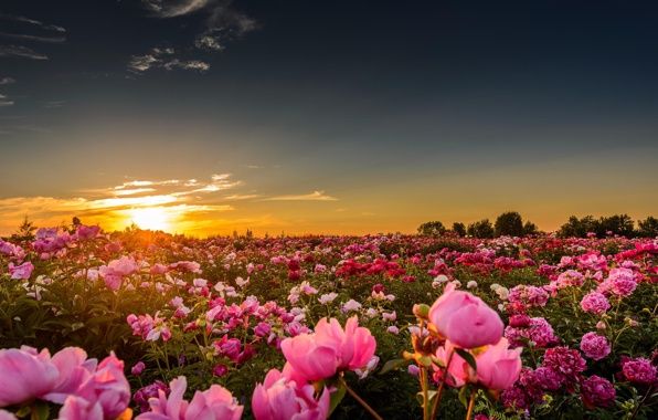 BOOK DISCUSSION GROUP