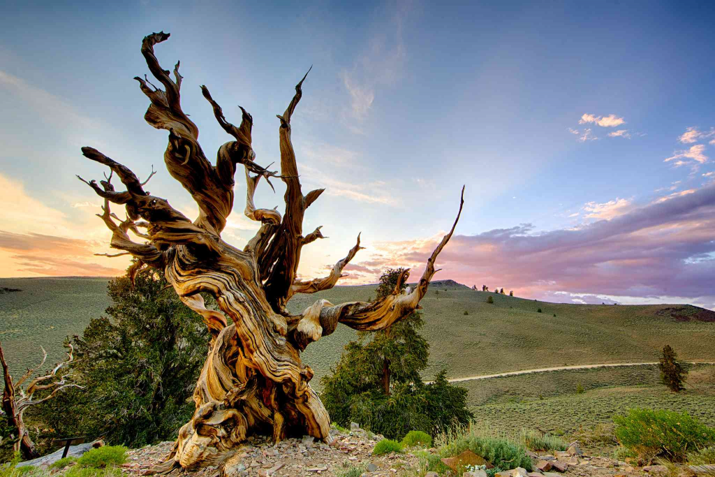 The Curse of the Methuselah Tree