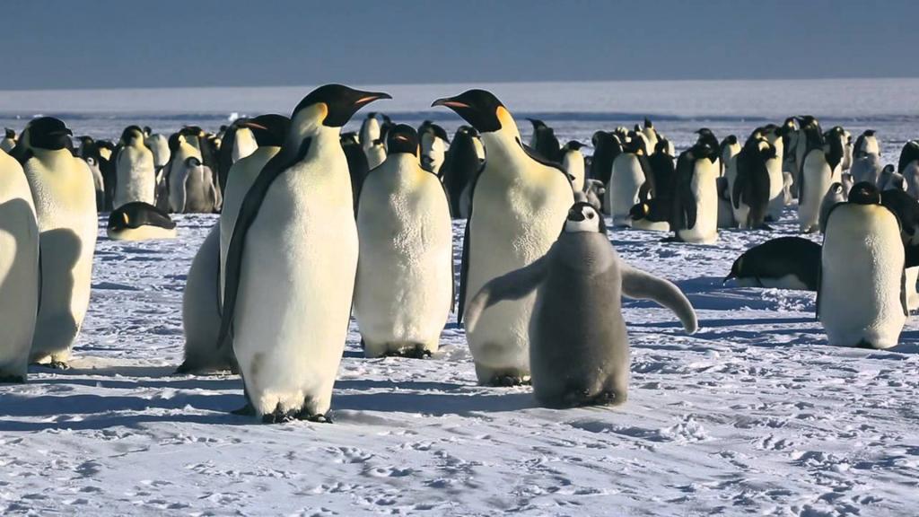 March of the Penguins (France)