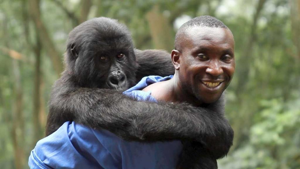 Virunga (UK)