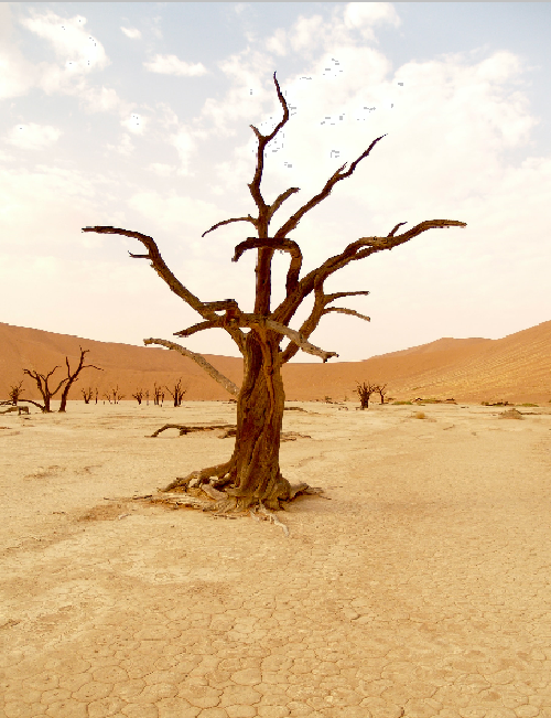 IIC DIAMOND JUBILEE DISCUSSION: PANDEMIC AND CLIMATE CHANGE 